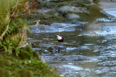 Cinclus cinclus gularis
