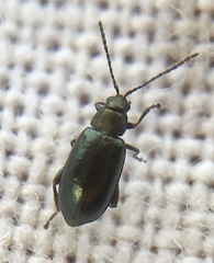Phyllotreta nigripes