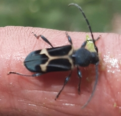 Calydon submetallicum