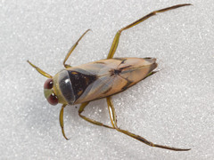 Notonecta undulata