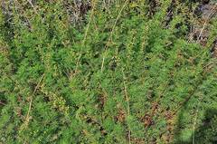 Artemisia chamaemelifolia