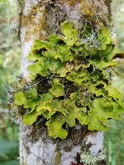 Crocodia