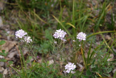 Stevenia incarnata