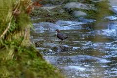 Cinclus cinclus gularis