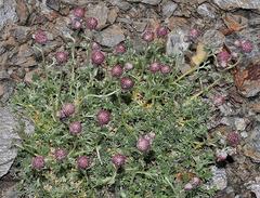 Artemisia granatensis