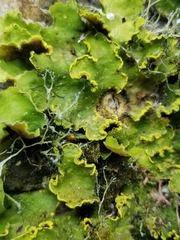Crocodia