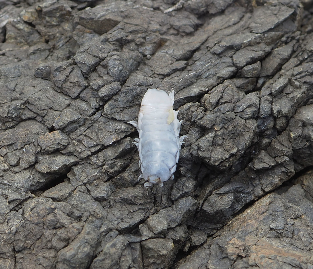 Mothocya lineata