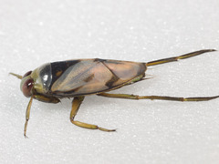 Notonecta undulata