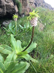 Eucomis bicolor