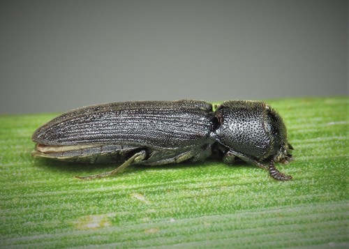 Melasis buprestoides (Linnaeus, 1760)