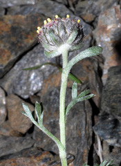 Artemisia granatensis