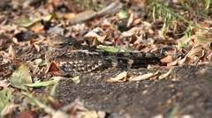 Caprimulgus vexillarius