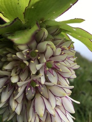 Eucomis bicolor