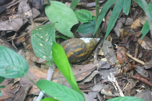 Achatina achatina