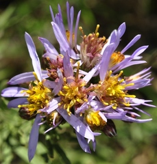 Galatella sedifolia