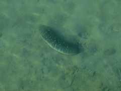 Holothuria scabra