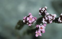 Sonderothamnus petraeus