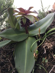 Eucomis schijffii