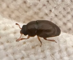 Brachypterus urticae