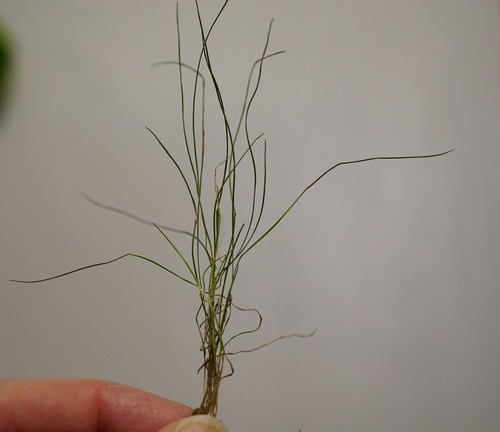 Creeping Fescue foliage