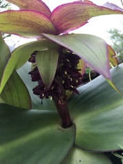Eucomis schijffii