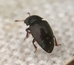 Brachypterus urticae