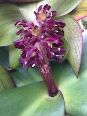 Eucomis schijffii