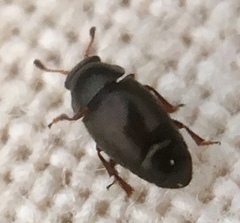 Brachypterus urticae