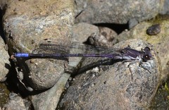 Argia emma