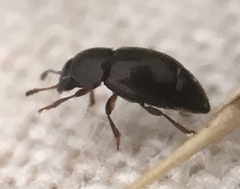 Brachypterus urticae