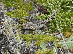 Liolaemus magellanicus