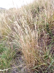 Rytidosperma clavatum