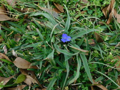 Tradescantia subacaulis