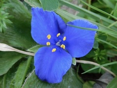 Tradescantia subacaulis