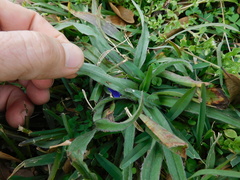 Tradescantia subacaulis