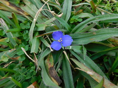 Tradescantia subacaulis