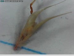 Rytidosperma clavatum