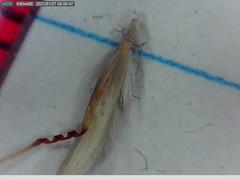 Rytidosperma clavatum