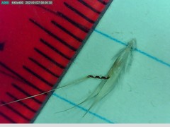 Rytidosperma clavatum