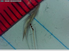 Rytidosperma clavatum