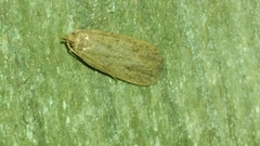 Glyphidocera