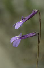 Lobelia tomentosa