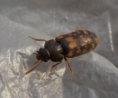 Mycetophagus multipunctatus