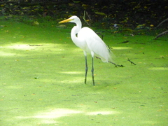 Ardea alba