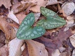 Hexastylis arifolia