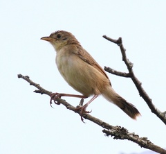Cisticola robustus