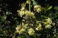 Knowltonia vesicatoria