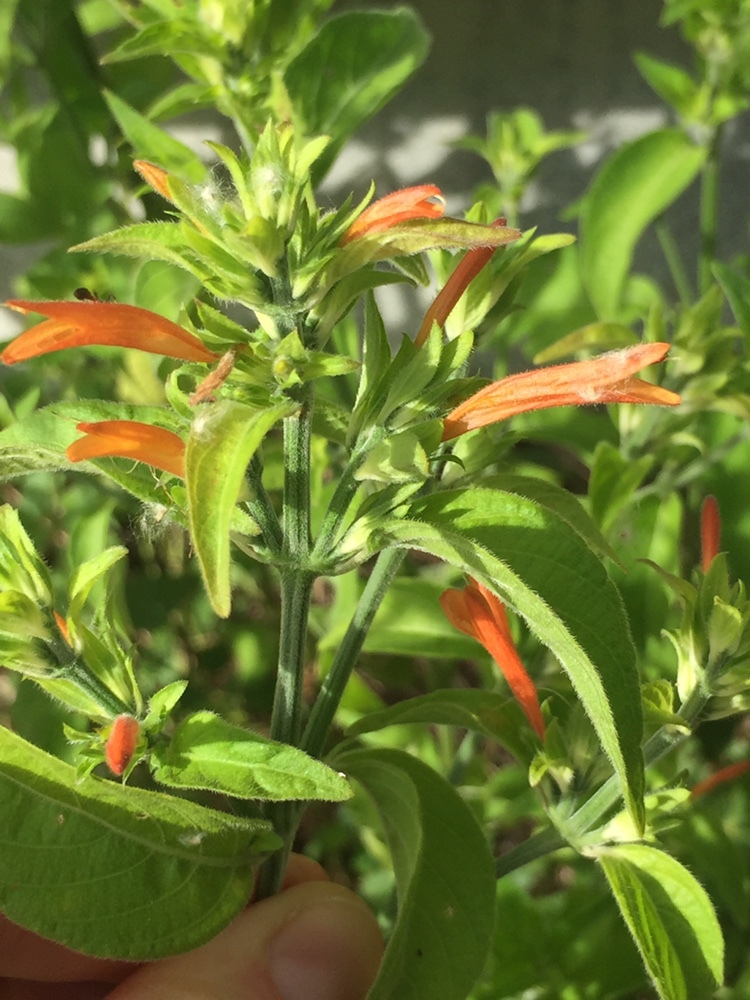 Dicliptera squarrosa