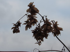 Humulus lupulus