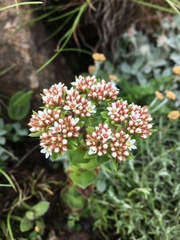 Crassula natalensis